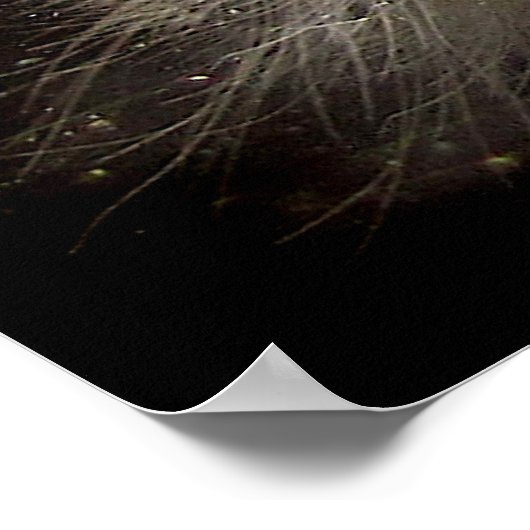 Hickory Tussock Caterpijler Poster (Hoek)