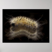 Hickory Tussock Caterpijler Poster (Voorkant)