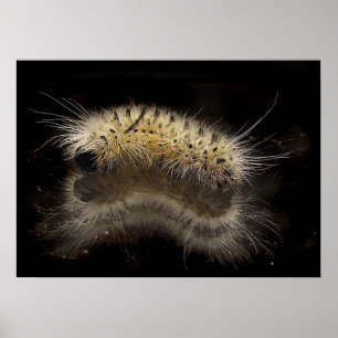 Hickory Tussock Caterpijler Poster