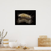 Hickory Tussock Caterpijler Poster (Keuken)