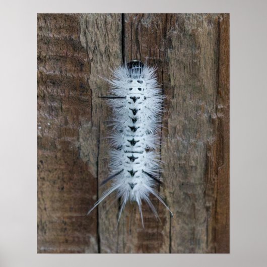 Hickory Tussock Mot Poster (Voorkant)