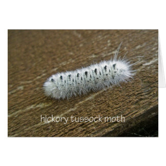 Hickory Tussock Moth (Lophocampa caryae)
