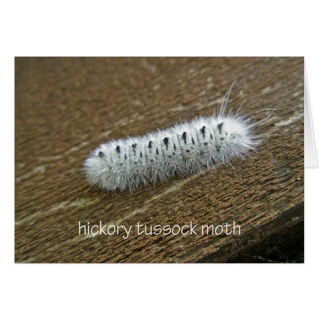 Hickory Tussock Moth (Lophocampa caryae) (Voorkant Horizontaal)