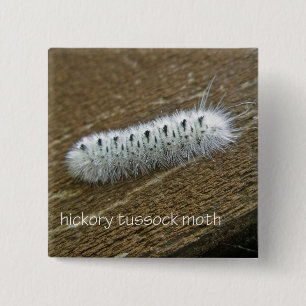 Hickory Tussock Moth (Lophocampa caryae) Vierkante Button 5,1 Cm