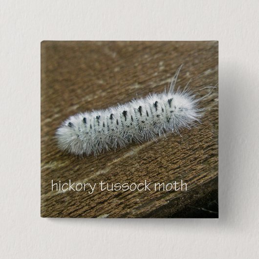 Hickory Tussock Moth (Lophocampa caryae) Vierkante Button 5,1 Cm (Voorkant)