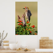 Hidalgo County, Texas Goudfront Woodpecker 2 Poster (Keuken)