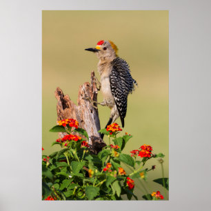 Hidalgo County, Texas Goudfront Woodpecker 2 Poster