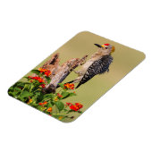 Hidalgo County, Texas. goudhaanspecht Magneet (Linkerzijde)