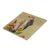 Hidalgo County, Texas. goudhaanspecht Tegeltje (Zijkant)