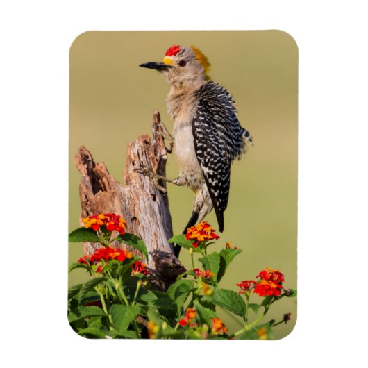 Hidalgo County, Texas. Goudvoorhoofdspecht Magneet (Verticaal)