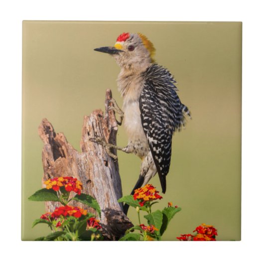 Hidalgo County, Texas. Goudvoorhoofdspecht Tegeltje (Voorkant)