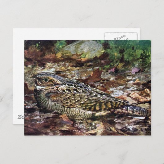 Hidden Whipporwill Briefkaart (Voorkant / Achterkant)