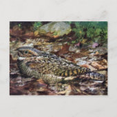Hidden Whipporwill Briefkaart (Voorkant)