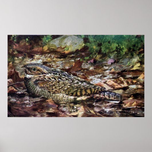 Hidden Whipporwill Poster (Voorkant)