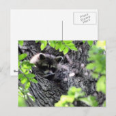Hidding Raccoon Briefkaart (Voorkant / Achterkant)