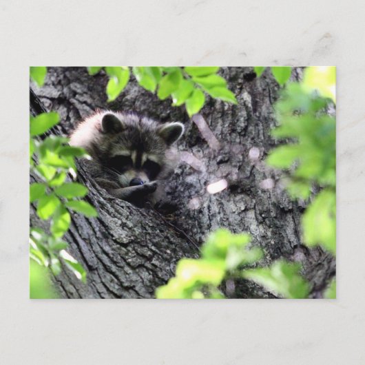 Hidding Raccoon Briefkaart (Voorkant)