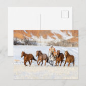 Hideout Horse Ranch, Wrangler en Horses Briefkaart (Voorkant / Achterkant)