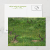 Hiding Deer Briefkaart (Voorkant / Achterkant)