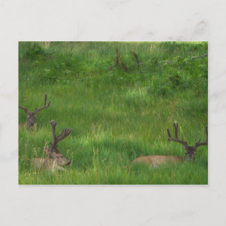 Hiding Deer Briefkaart