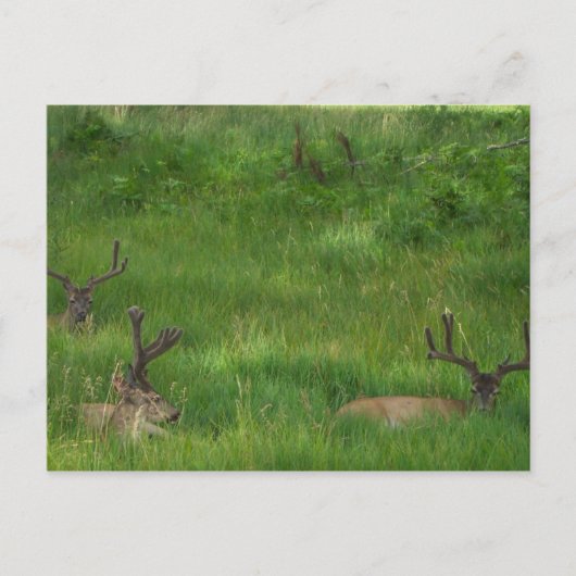 Hiding Deer Briefkaart (Voorkant)
