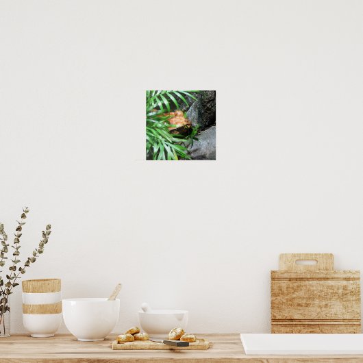 Hiding Frog Poster (Keuken)