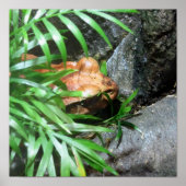 Hiding Frog Poster (Voorkant)