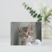 Hiding Kitten Briefkaart (Staand voorkant)