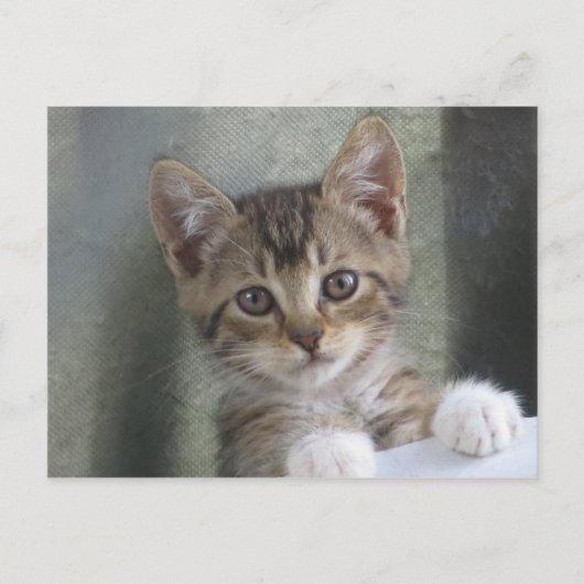 Hiding Kitten Briefkaart (Voorkant)