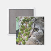 Hiding Kitten Magnet (Voorkant / Achterkant)