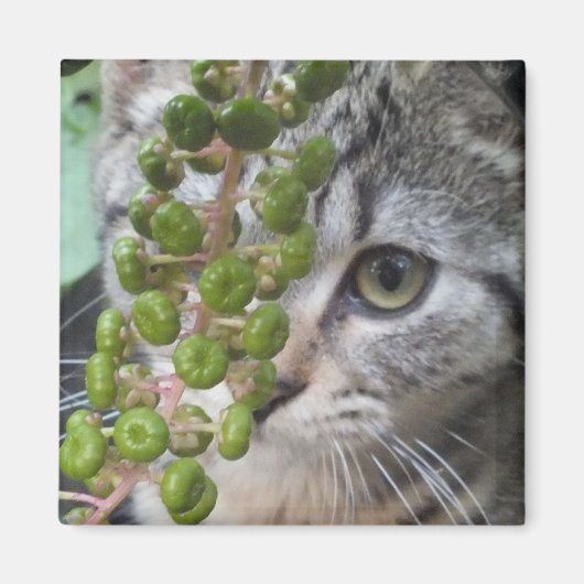 Hiding Kitten Magnet (Voorkant)