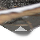 Hiding Opossum Poster (Hoek)