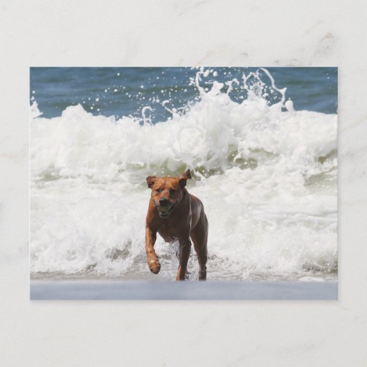 Hier kom ik... briefkaart (Voorkant)