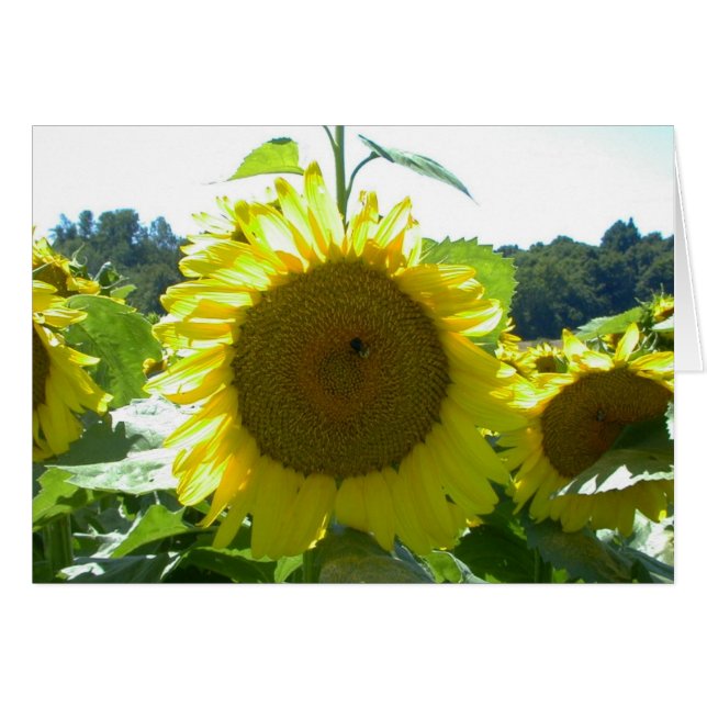 Hier komt de zon-Kaart (Voorkant Horizontaal)