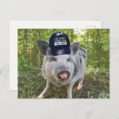 Hier voor de voedselvarkens briefkaart (Voorkant / Achterkant)