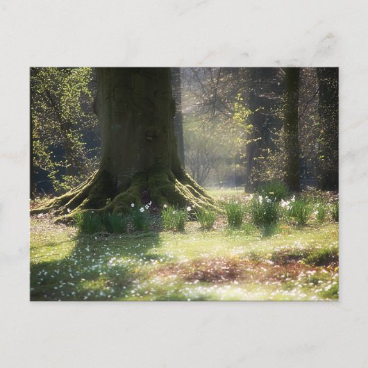 Hier zie je het Briefkaart van Faeries (Voorkant)