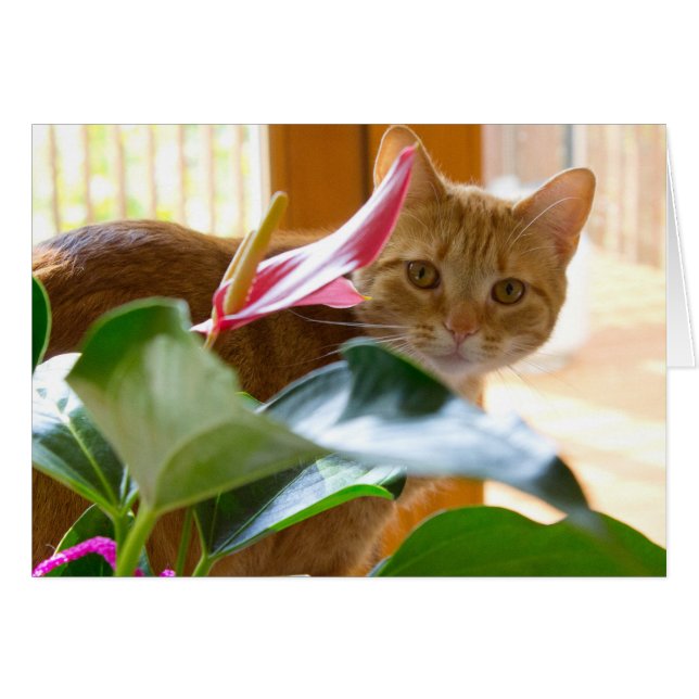 Hier zie je je (Voorkant Horizontaal)