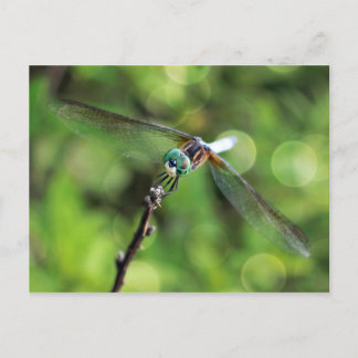 Hier zie je je Dragonfly Briefkaart