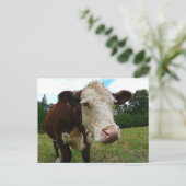 High Def Hereford Briefkaart (Staand voorkant)