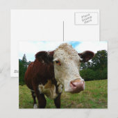 High Def Hereford Briefkaart (Voorkant / Achterkant)