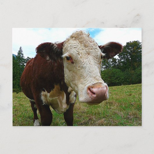 High Def Hereford Briefkaart (Voorkant)