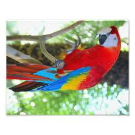 High-definition fotografie Scarlet Macaw Foto Afdruk