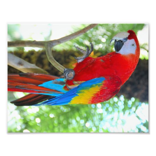 High-definition fotografie Scarlet Macaw Foto Afdruk (Voorkant)