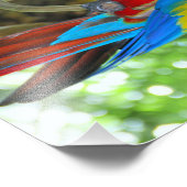 High-definition fotografie Scarlet Macaw Foto Afdruk (Hoek)