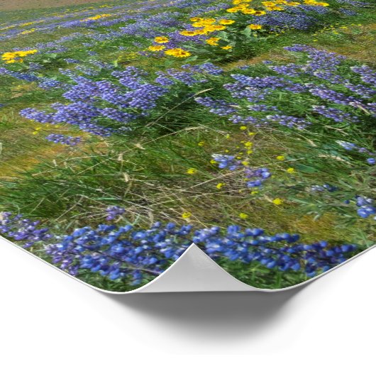 High Desert Spring Bloom Poster (Hoek)
