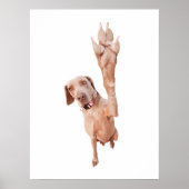 High Five Weimaraner Poster (Voorkant)