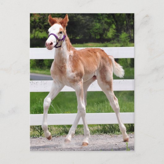 High Steppin Briefkaart (Voorkant)