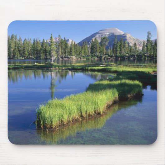HIGH UINTAS WILDERNESS, UT, VS, schiereiland, Muismat (Voorkant)