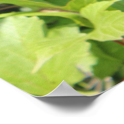 Highbush Cranberries Poster (Hoek)