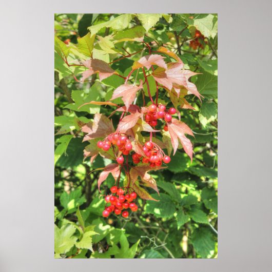 Highbush Cranberries Poster (Voorkant)