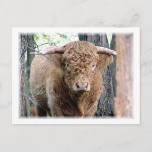 Highland Bull Briefkaart
